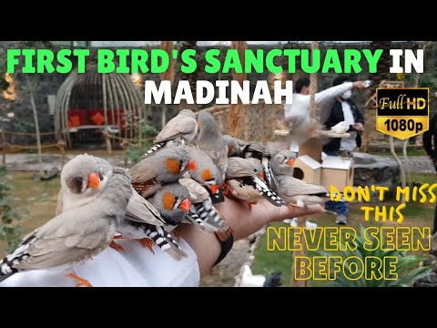 First Bird Sanctuary in Madina Near Masjid Quba l Birds Paradise in Madina #madinalive