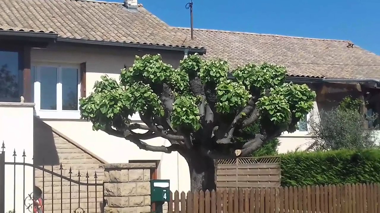 Quand Tailler Un Tilleul En Tête De Chat