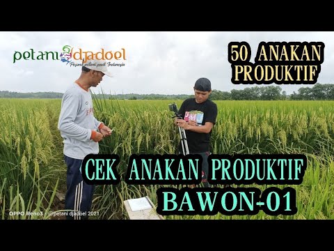 BAWON 01 (50 ANAKAN PRODUKTIF)