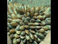 push the seed 2026