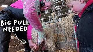 The HOGGS have started LAMBING and it’s a bad start  -  Lambing Day 10