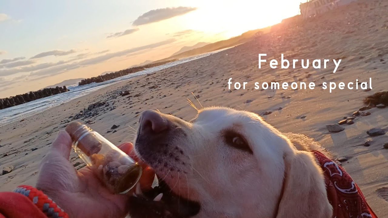 Morning Walk, Dog, and a Memory Jar.　