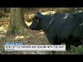 Mississippi cattle farmers cope with heat wave, drought concerns