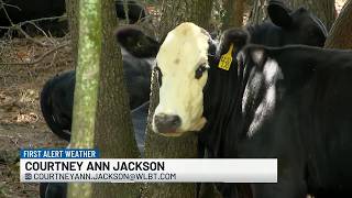 Mississippi cattle farmers cope with heat wave drought concerns