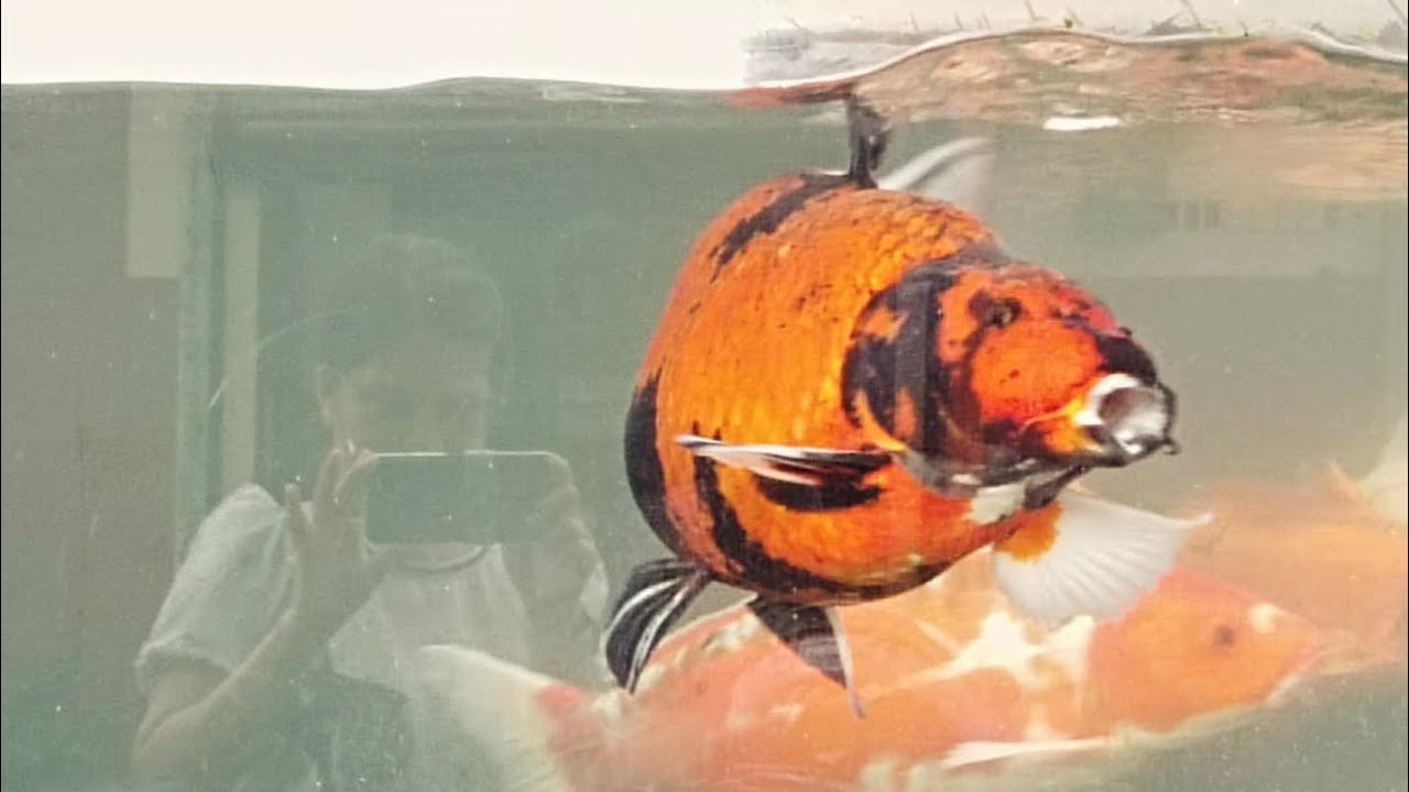 The koi fish in Kandi Palace