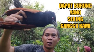 Download Lagu rencana mikat burung kecil malah dapat burung ini MP3