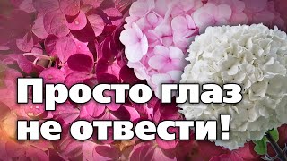 Метельчатые Гортензии.  Сорта, Невероятно Красивые И Летом, И Осенью