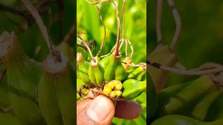 Seeds Of Spider Lily #shorts #nature #gardening #shortvideo #shortsfeed Wealth