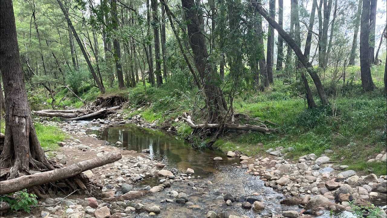 Alluvial gold in Araluan 