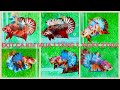 Clip 27-04. Chào Mừng Đại Lễ 30/04. Đợt cá giá cưc rẽ khuyến mãi mua 1 tặng 1. Mọi người vào săn cá.