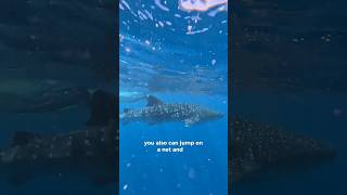 Swimming With Whale Sharks Bucket List Best Activities And Things To Do- Australia Exmouth Roadtrip
