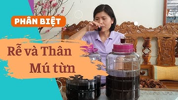 Phân Biệt Rễ Mú Từn với Thân Mú Từn - 0868184777