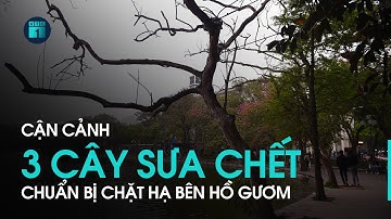 Cận cảnh 3 cây sưa đỏ chết khô chuẩn bị chặt hạ bên hồ Gươm | VTC1