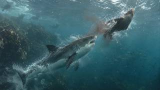 Great White Shark Hunting Secrets   Ocean's Ultimate Predator   Wildlife Documentary