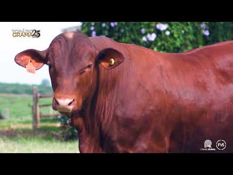LOTE 42 - ZT 4865
