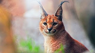 Caracal (The Fastest of The Smaller Wild Cats)
