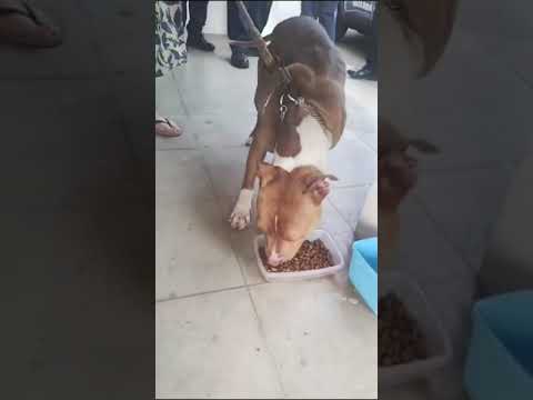 WhatsApp Video 2024 09 05 at 16 06 48