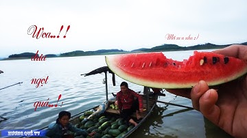 Giải cứu Dưa Hấu và lên khám phá đảo Dưa trên Hồ Thác Bà phần 1
