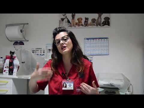 Video: Urti Cutanei (dermatosi Granulomatose) Nei Cani