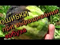 Арбуз - главные ошибки при выращивании. Значение корневой системы для арбуза. Похолодания и арбуз.