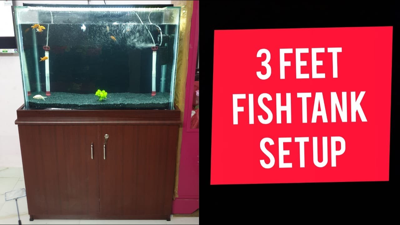 3 Feet Fish Tank Setup in my home New Aquarium YouTube