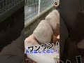 野犬の血が入った保護犬モモ #shorts
