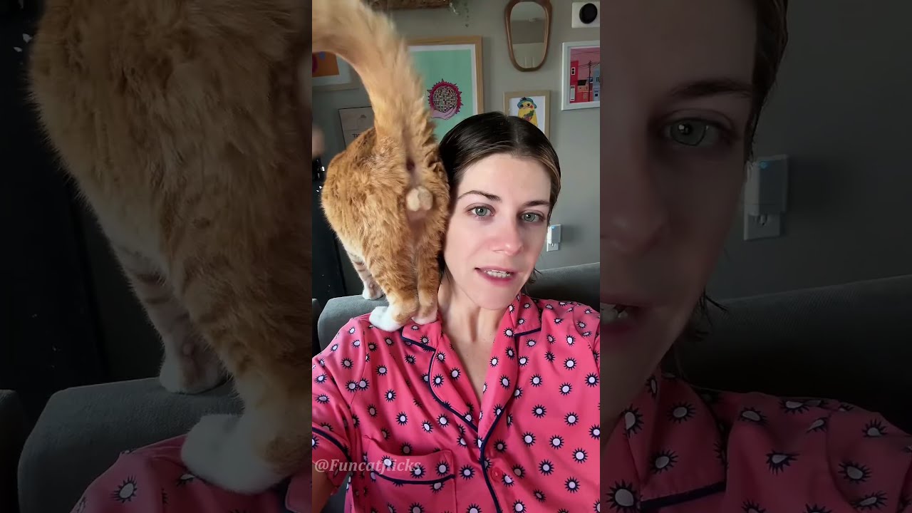 Typically Orange Cat Behavior Catlover Orangecat Funnycat Catvideos Fyp