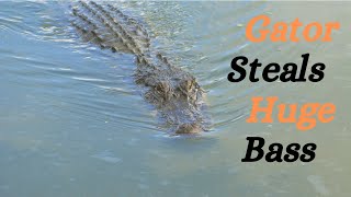 Gator STEALS Huge Bass while fishing!! #Backyardfishing #Dockfishing #Florida #Shorts by Over Yonderlust 312 views 3 years ago 52 seconds