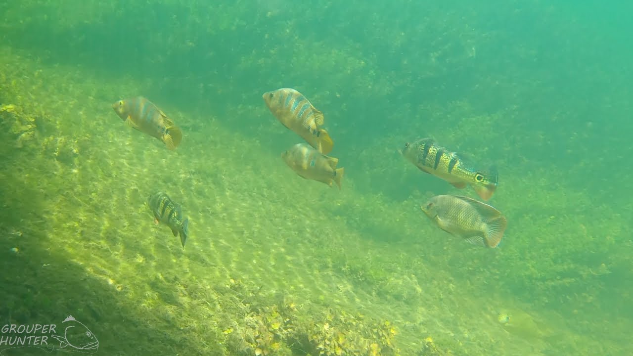Underwater Video of Peacock Bass, Snook, Snapper, and Other Fish in Crystal Clear Water in Florida