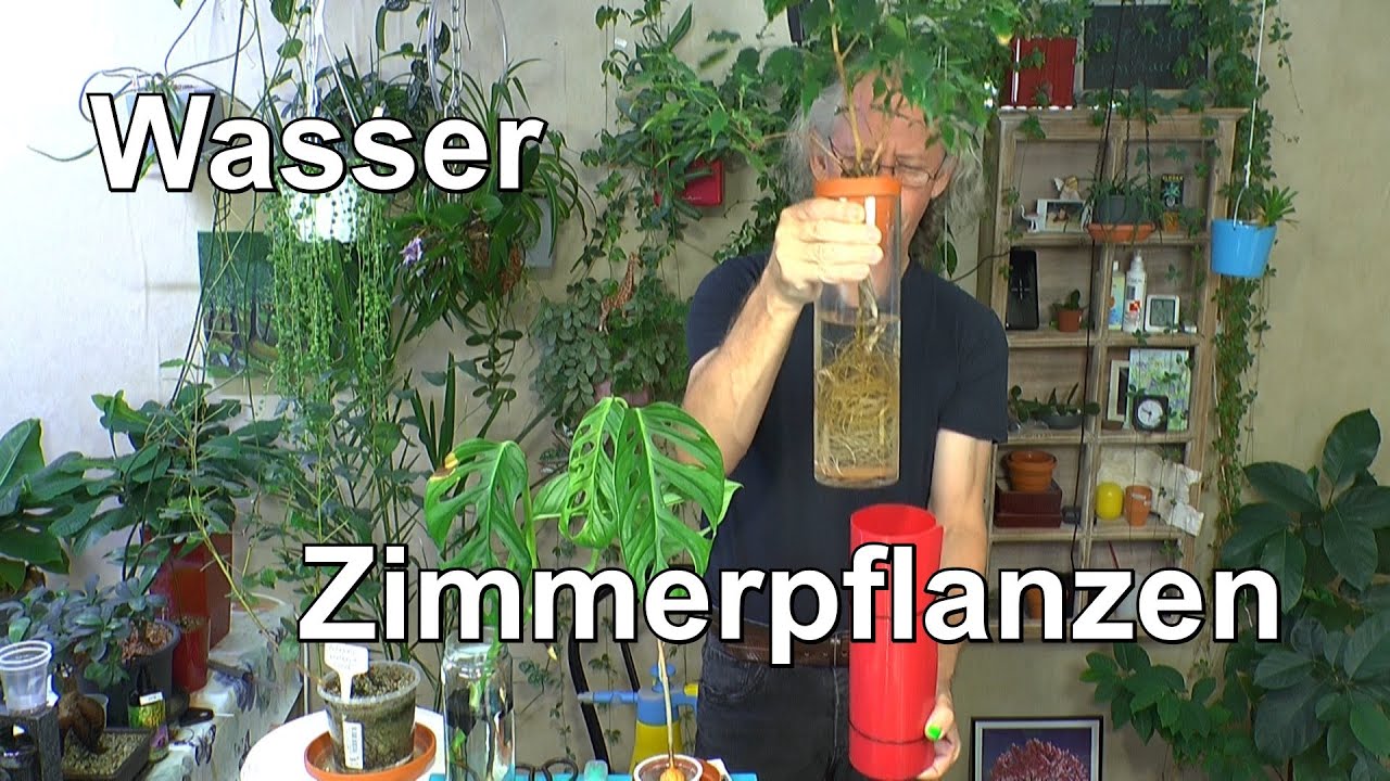 Zimmerpflanzen ohne Erde. Pflanzen im Wasser mit Monstera Thai  Constellation, Adansonii und Ficus