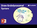 Graphical Abstract in Powerpoint | Endolysosomal System Speed Drawing | Scientific Illustration