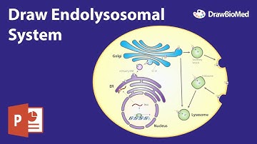 Graphical Abstract in Powerpoint | Endolysosomal System Speed Drawing | Scientific Illustration