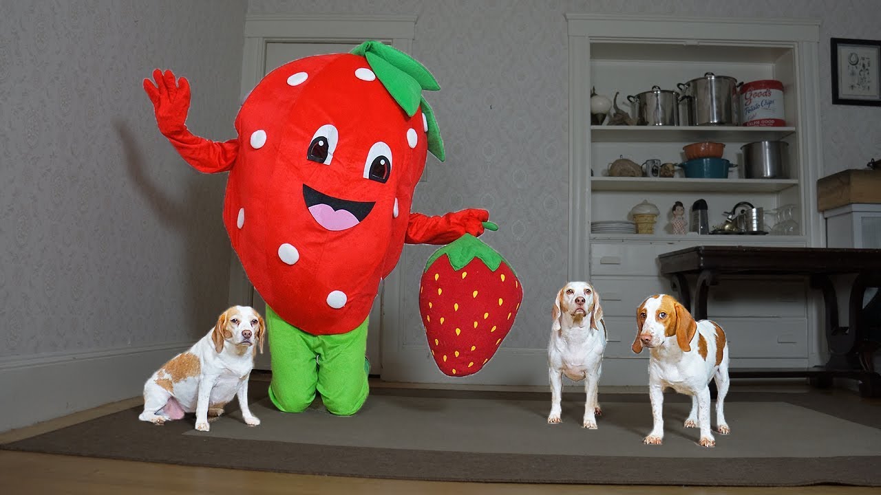 Giant Strawberry Pranks Dogs with Strawberry Funny Dogs Maymo, Penny