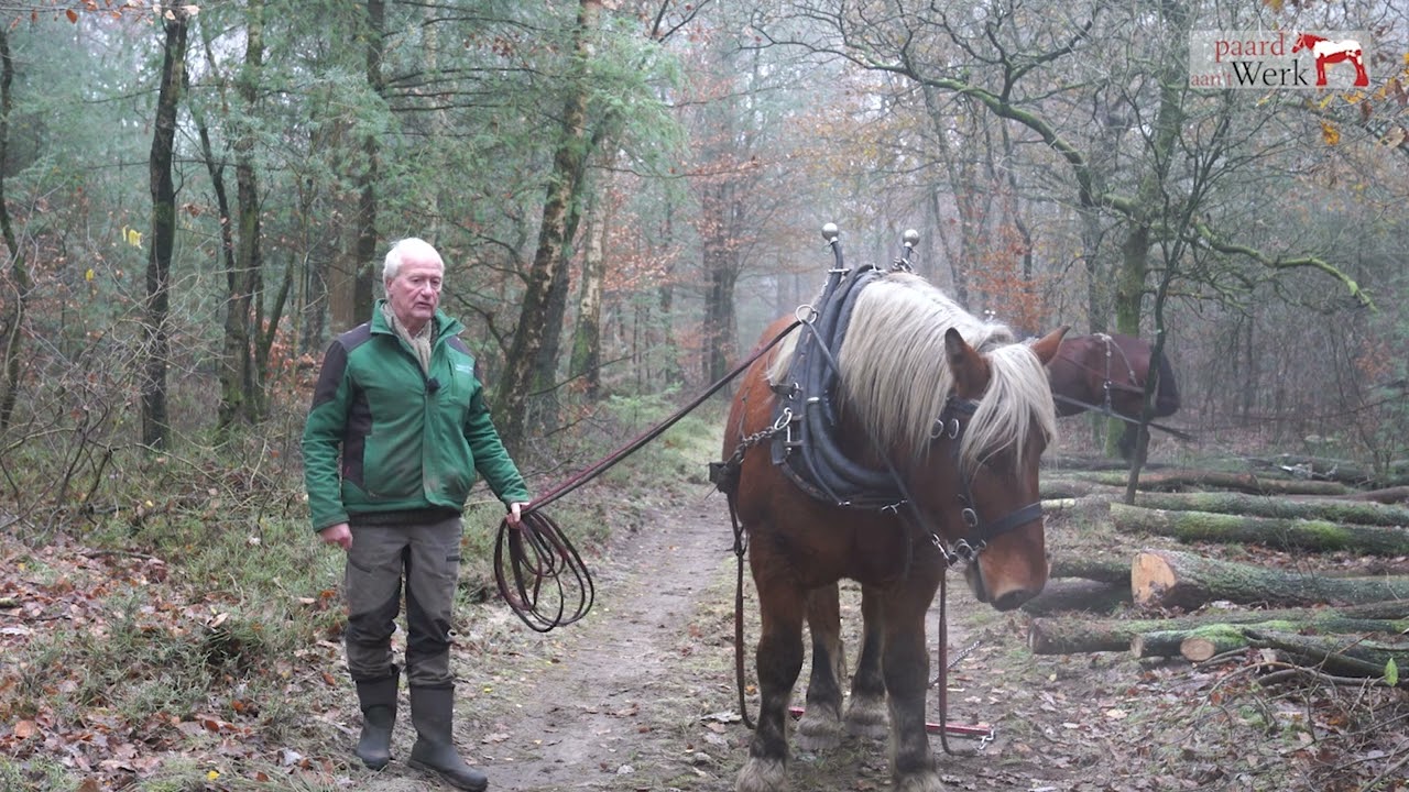 Paard aan het Werk