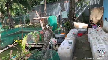 cá lóc giống nha ac #cá #trại_cá_giống_út_me #cá_lóc #cá_giống #fish #thủy_sản 0909 77 05 09