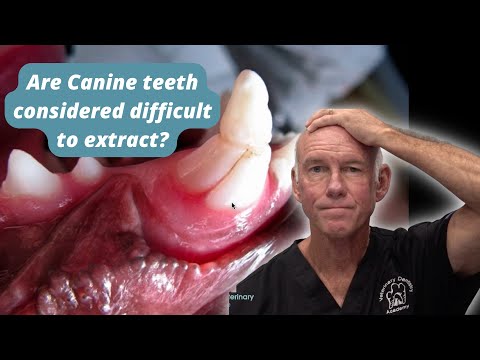 Are Canine Teeth Are Considered Difficult To Extract