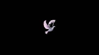 Fly (Counter Blox edit)