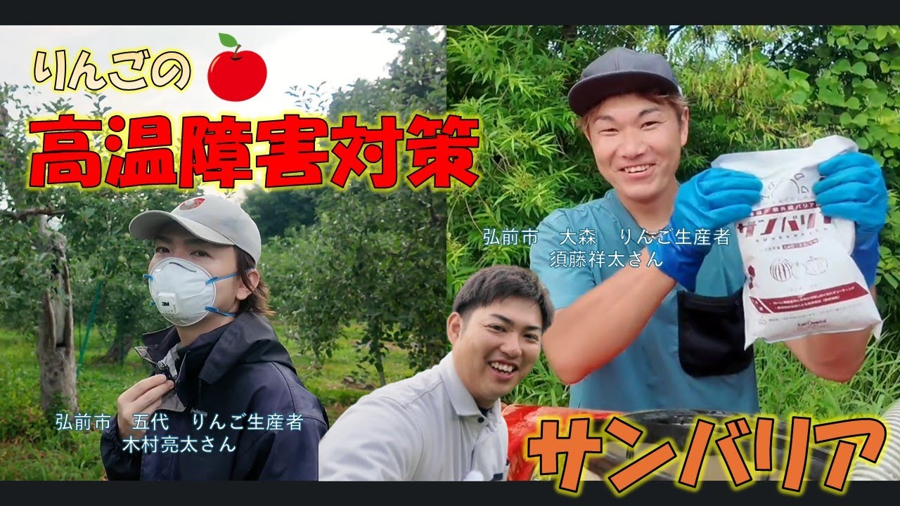 りんごの高温障害対策【サンバリア】