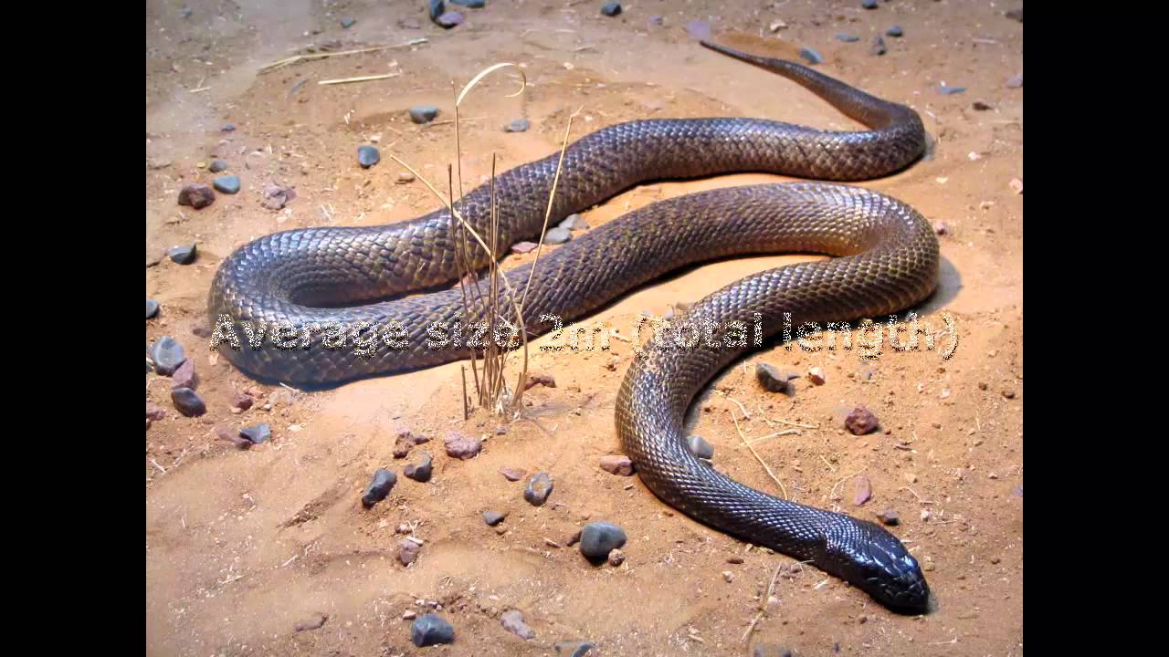 Deadliest Snake In The World YouTube Deadliest Snake In The World YouTube