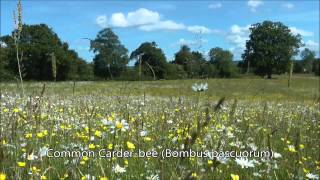 Pixton Meadow, Forest Row, Sussex