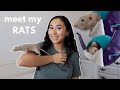 MEET MY PET RATS! rat update + fancy rat care for beginners