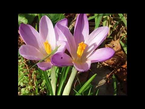 ლექსები