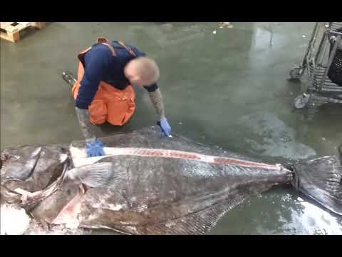 วีดีโอ: วิธีการอบปลาฮาลิบัต