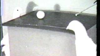 BF Skinner Foundation - Pigeon Ping Pong Clip screenshot 1