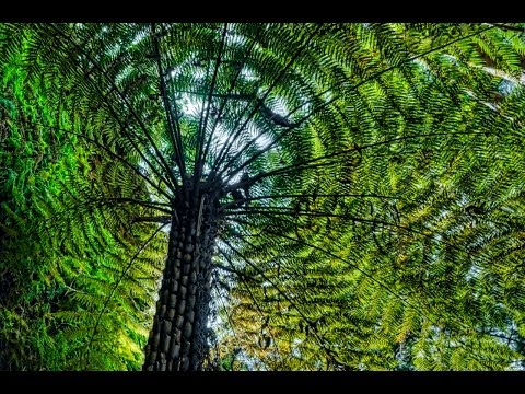 გვიმარა  -  გური ოტობაია (მეგრული ლექსი)