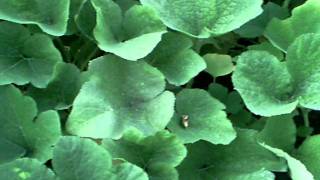 Pumpkin Patch 2011 #9 7/9/11