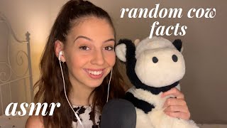 ASMR - random facts about cows (& some cuddly toy stroking)
