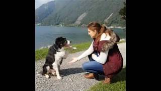 SKNonline: Die online Hundeschule für smartes Hundetraining, vom BLV  geprüfter SKN Kurs