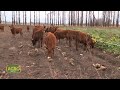 Remolacha forrajera, energía que revoluciona la producción de carne (#892 2020-09-05)