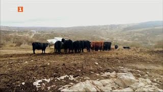 видео: За вълците и скотовъдите в Сакар планина -  картинка: За вълците и скотовъдите в Сакар планина -